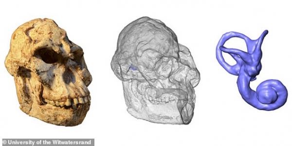 Литтлфут - новый возможный предок человека, передвигался в точности как шимпанзе 