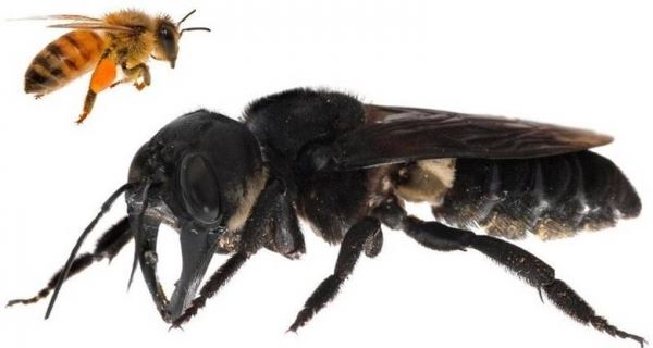 В Индонезии обнаружили самую большую в мире пчелу 
