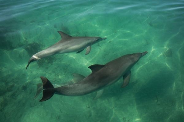 Глобальное потепление уничтожает популяцию дельфинов, заявили ученые