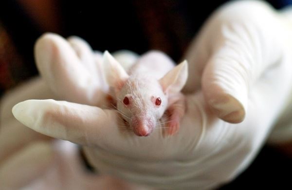 Уникальный эксперимент: Мышам имплантировали клетки мамонта 