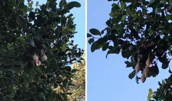 Женщина увидела на деревьях у дома странные плоды 